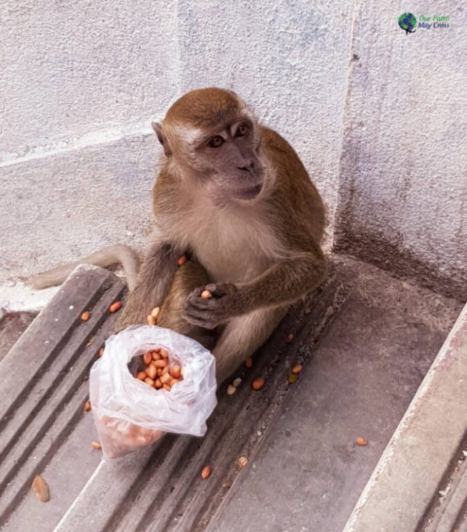 Monkey Batu Caves