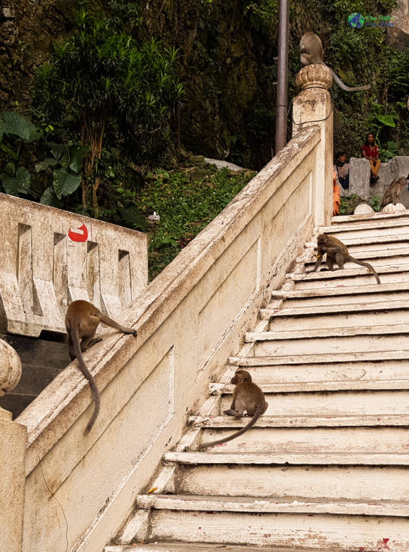 So many Monkey's Batu Caves