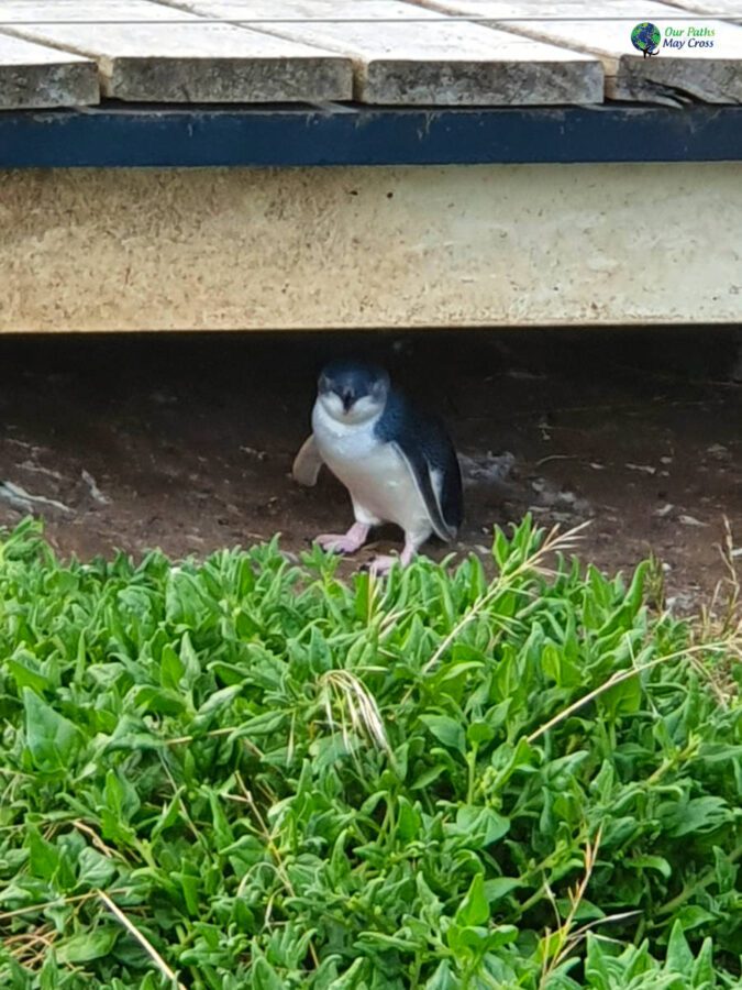 Penguin Parade Phillip Island