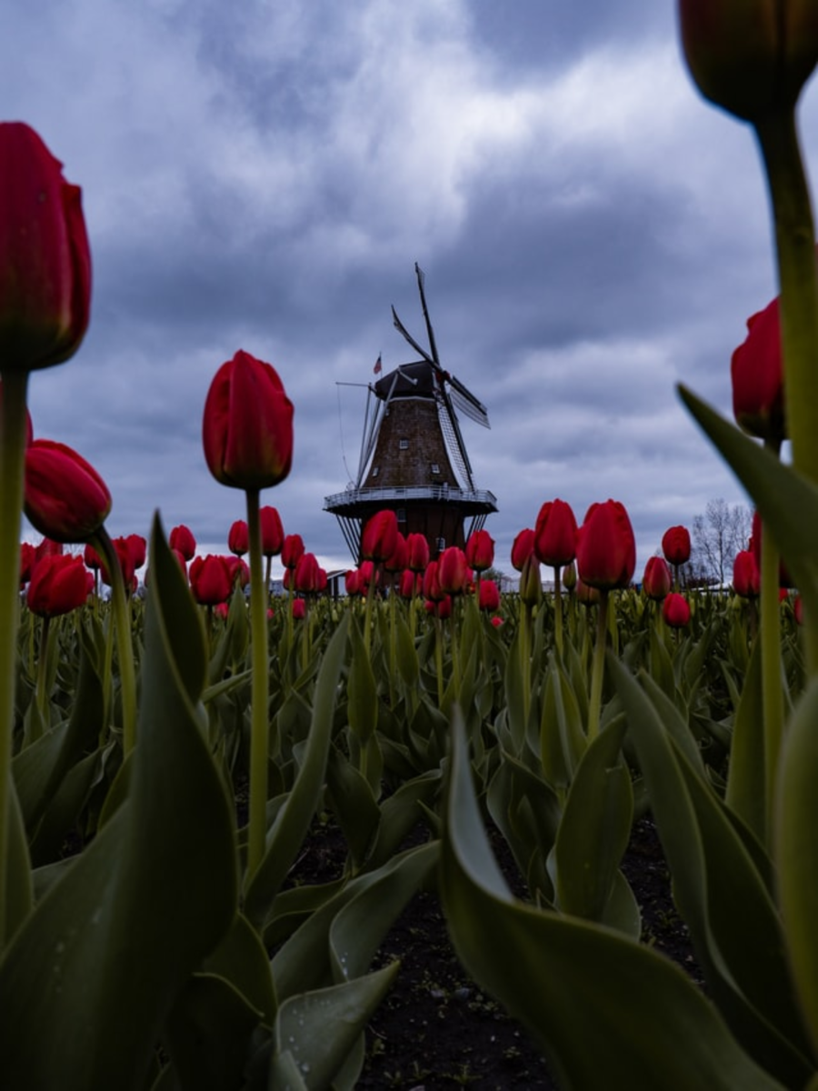 Windmill and Tulips Windmill and Tulips