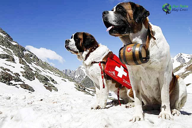 St Bernard Dog Switzerland